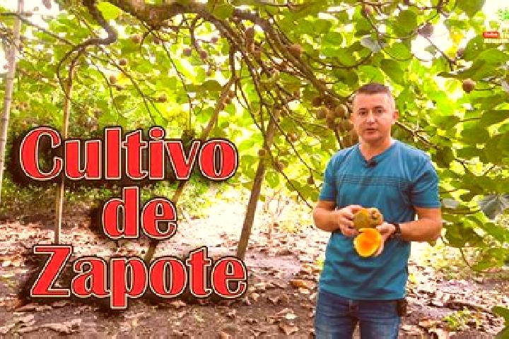 Maya, 32 — Escort in Meson Zapote, Mexico