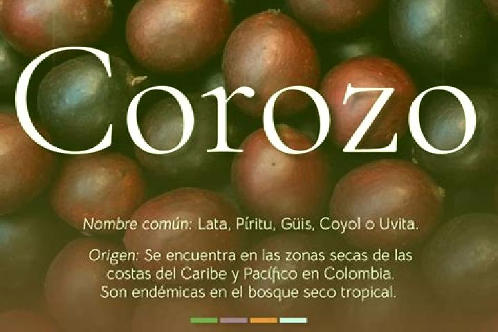 Maya, 33 — Escort in El Corozo, Venezuela