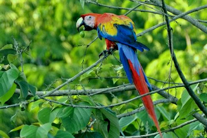 Maya, 39 — Escort in El Guacamayo, Colombia