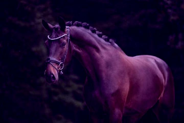 Mia, 26, a chestnut brown-eyed european companion based in Fiefbergen. Offering Domination, BDSM, CIM, A-Level. Available for incall and outcall, day and eve...