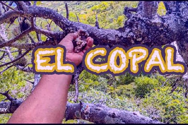 Mia, 36 — Escort in Copalillo, Mexico