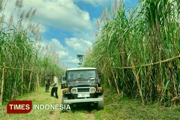 Mila, 22 — Escort in Songgon, Indonesia
