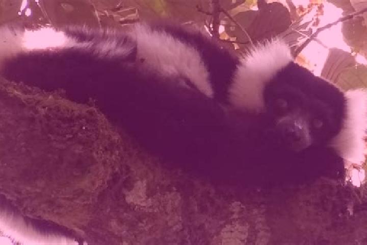 Mila, 25 — Escort in Marolambo, Madagascar