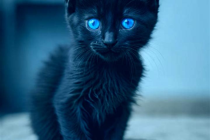 Mila, 26, a black blue-eyed caribbean companion based in Bunga Mas. Offering CIM, Tantra, Dinner Date, GFE. Available for incall and outcall, overnight booki...