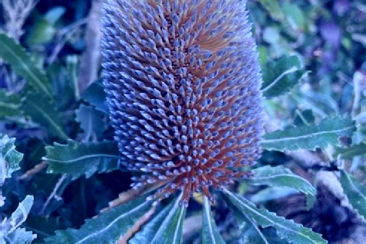 Mila, 27, a chestnut grey-eyed european companion based in Banksia Park. Offering 69, A-Level, CIM, Overnight. Available for incall and outcall, overnight bo...