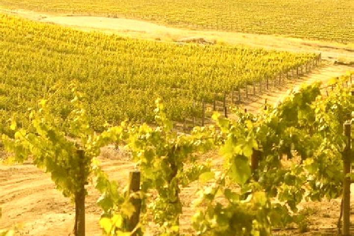 Mila, 27 — Escort in Vineyard, Australia