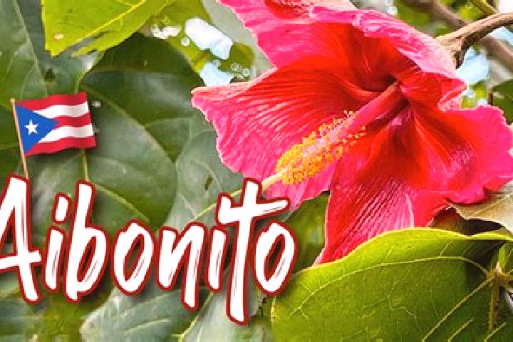 Mila, 31 — Escort in Aibonito, Puerto Rico