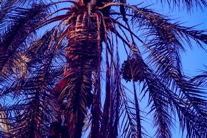 Mila, 33 — Escort in Degache, Tunisia