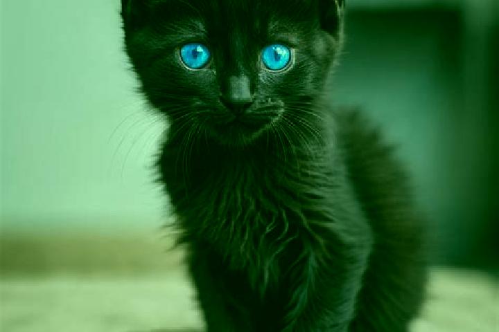Mila, 35, a black blue-eyed mediterranean companion based in Saharna. Offering Tantra, BDSM, Roleplay, Striptease. Available for incall and outcall, overnigh...