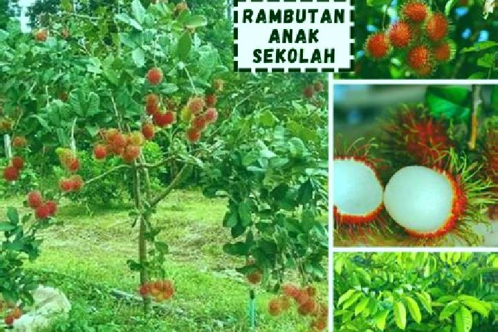 Naomi, 21 — Escort in Tanjung Rambutan, Malaysia