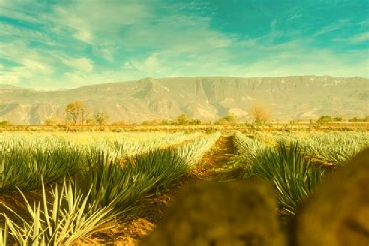 Naomi, 23 — Escort in Chimaltitan, Mexico