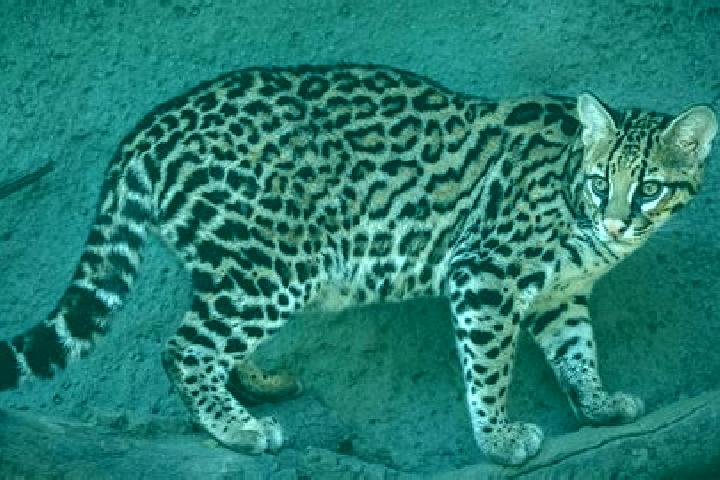 Naomi, 24 — Escort in Ocelota, Mexico