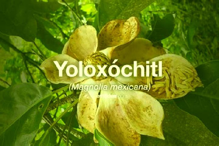 Naomi, 29 — Escort in Yoloxochitl (Santiago Yoloxochitl), Mexico