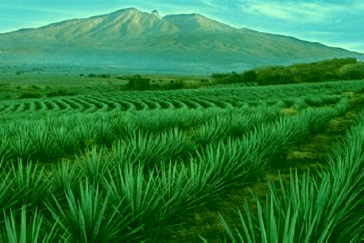 Natalie, 23 — Escort in El Cacalote, Mexico