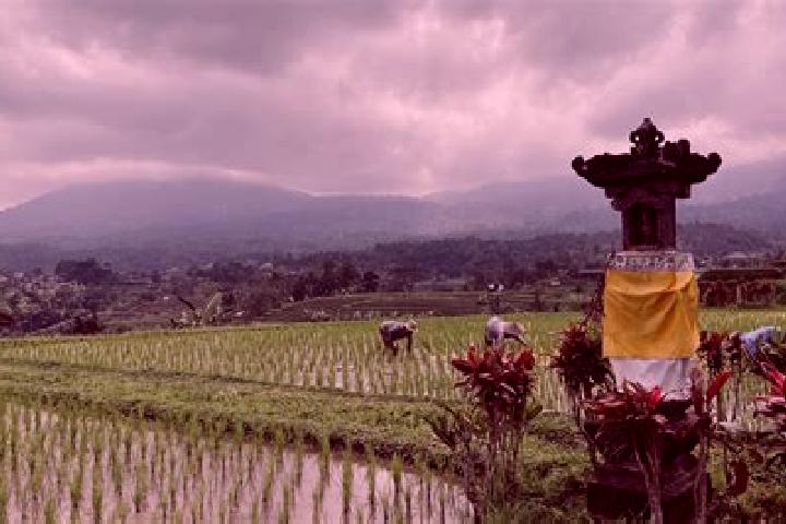 Natalie, 27 — Escort in Busungbiu, Indonesia