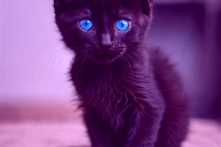 Natalie, 28, a black blue-eyed mediterranean companion based in Meyokumin. Offering Couples, Prostate Massage, Tantra, OWO, Dinner Date. Available for incall...