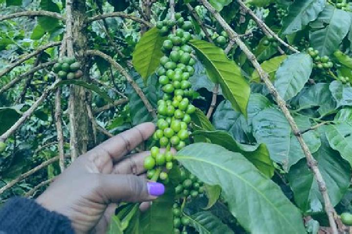 Natalie, 35 — Escort in Rodi, Kenya