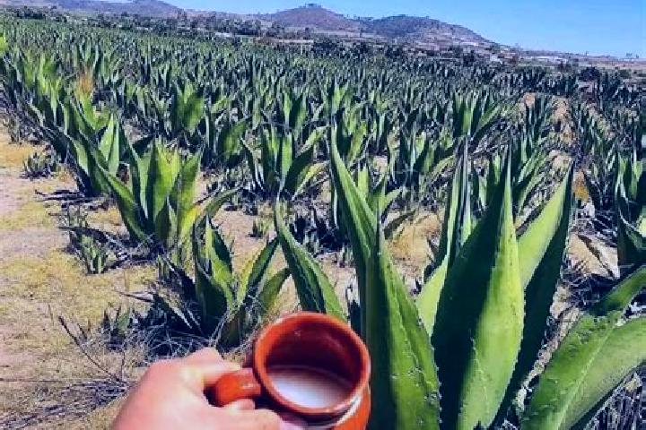 Natalie, 38 — Escort in San Agustin del Pulque, Mexico