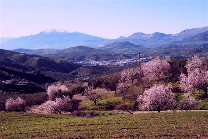 Nora, 28 — Escort in El Almendro, Spain