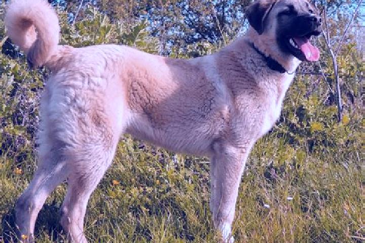 Nora, 28 — Escort in Kangal, Turkey