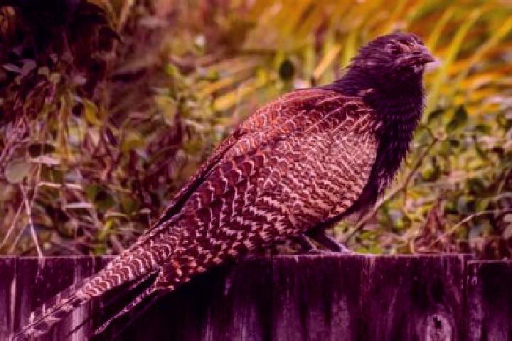 Nora, 37 — Escort in Pheasants Nest, Australia