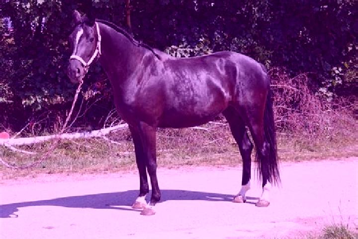 Nova, 21 — Escort in Dersekow, Germany