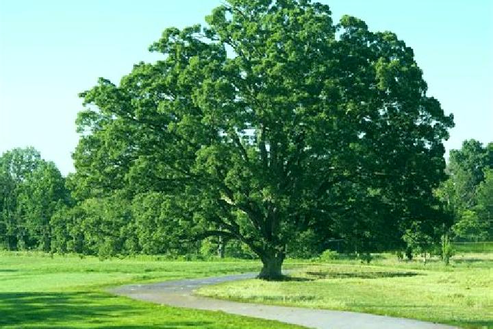 Nova, 21 — Escort in Green Tree, United States