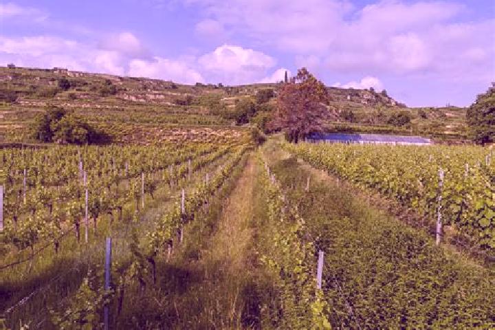 Nova, 25 — Escort in Vineyards, United States