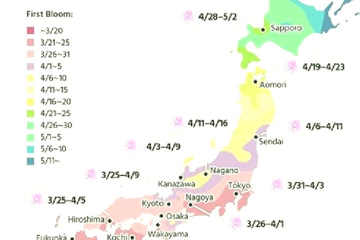 Nova, 27 — Escort in Muramatsu, Japan