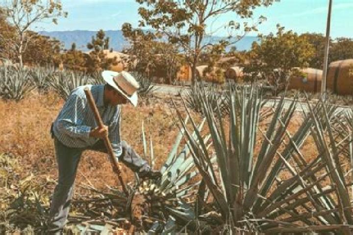 Nova, 29 — Escort in San Juan Bautista Jayacatlan, Mexico