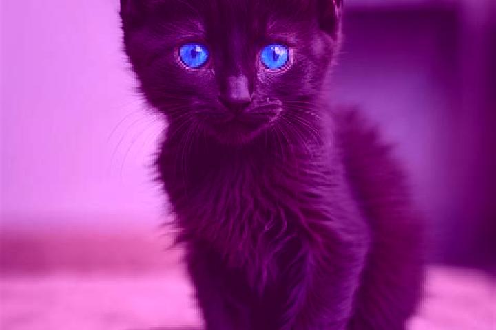 Nova, 31, a black blue-eyed mediterranean companion based in Guetta. Offering GFE, Couples, BDSM, Roleplay. Available for incall and outcall, overnight booki...