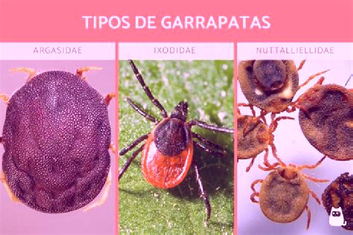 Nova, 31 — Escort in Garrapatas (Garrapata), Mexico