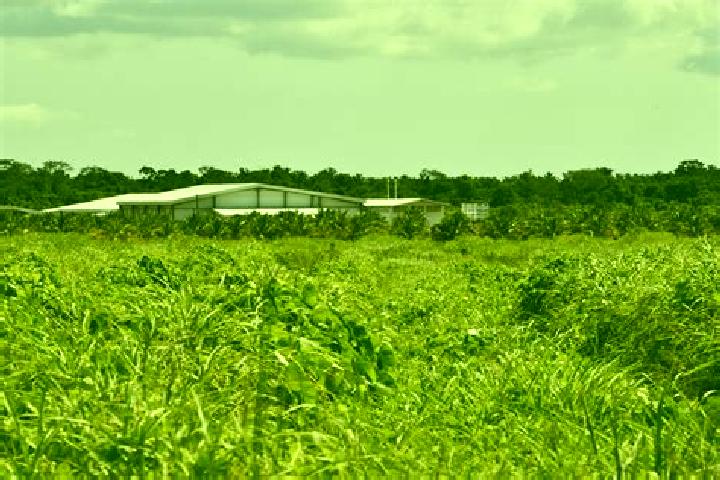 Nova, 31 — Escort in Guinea Grass, Belize