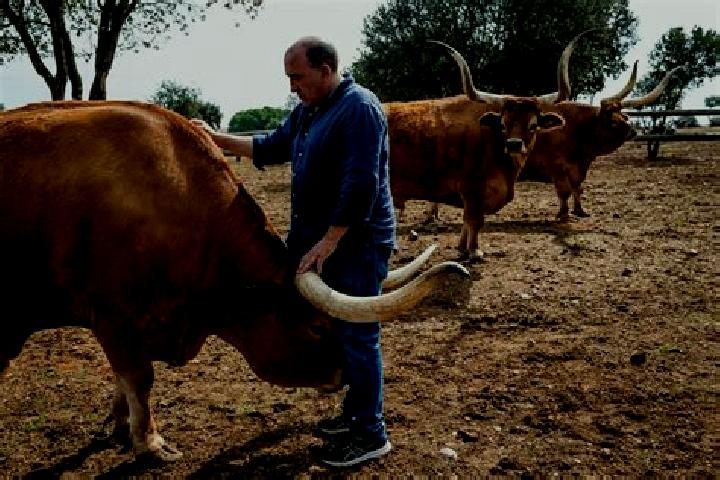 Nova, 31 — Escort in Santa Elena de Jamuz, Spain