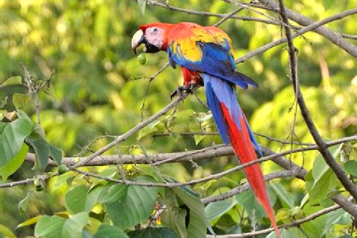 Nova, 33 — Escort in El Guacamayo, Colombia