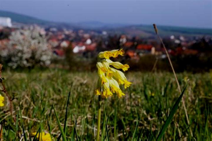 Nova, 37 — Escort in Hruba Vrbka, Czech Republic
