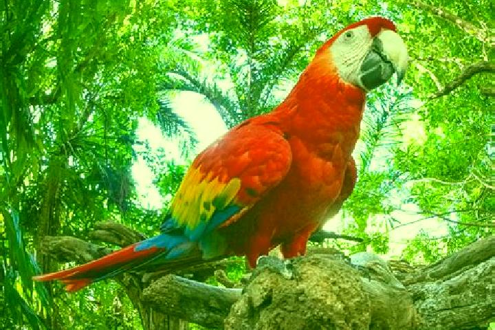 Nova, 37 — Escort in Las Guacamayas, Mexico