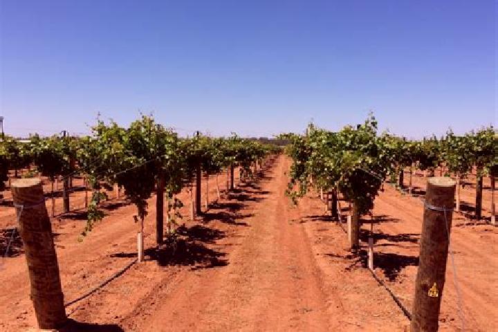 Nova, 38 — Escort in The Vines, Australia