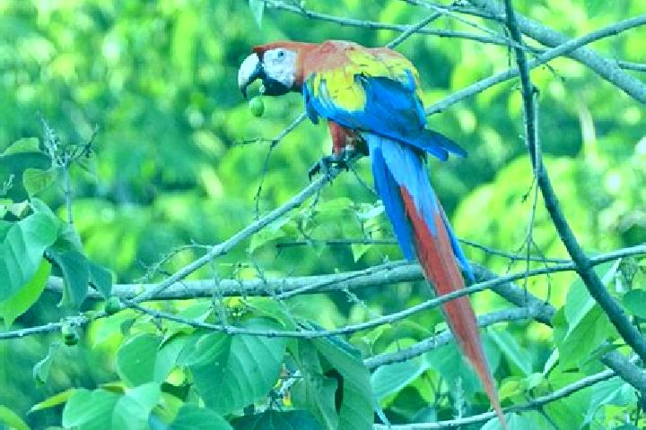 Nova, 39 — Escort in El Guacamayo, Colombia