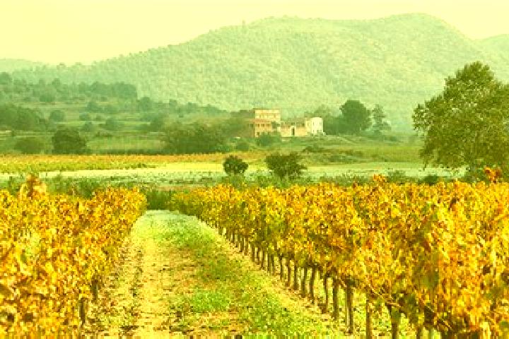 Nova, 39 — Escort in el Pla del Penedes, Spain