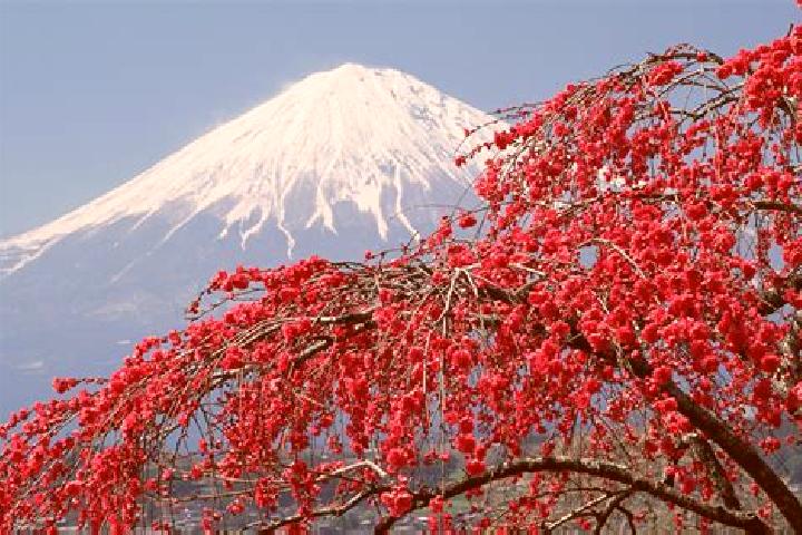 Nova, 39 — Escort in Inuotose, Japan