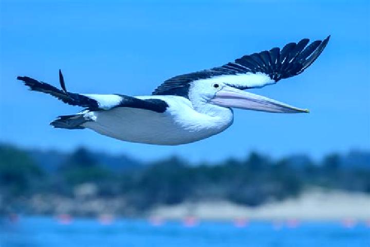 Nova, 39 — Escort in Pelican, Australia