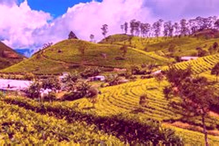 Olivia, 22 — Escort in Haputale, Sri Lanka