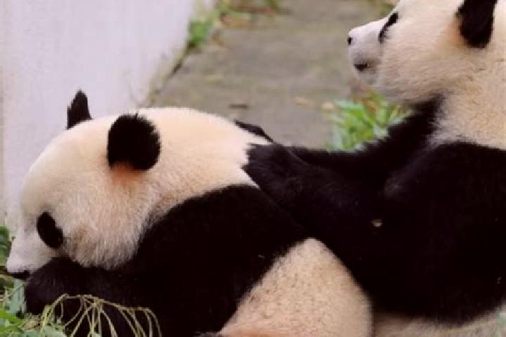 Olivia, 30 — Escort in Heishui, China