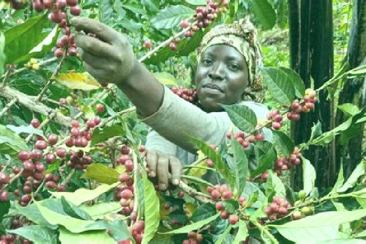 Olivia, 32 — Escort in Kyegegwa, Uganda