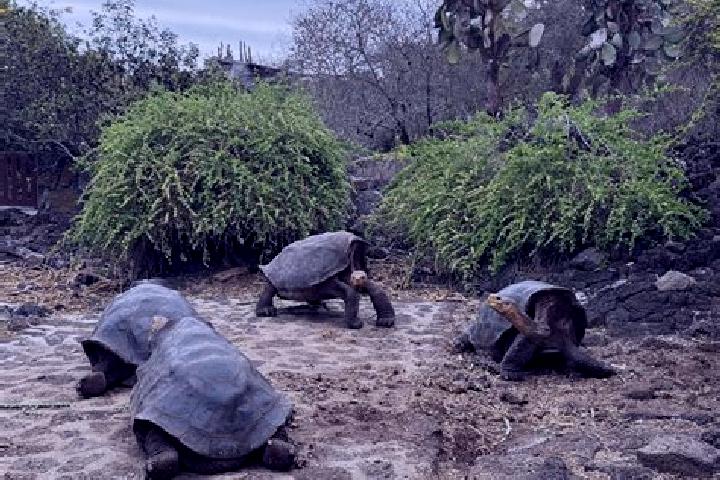 Olivia, 33 — Escort in Galapagos, Spain