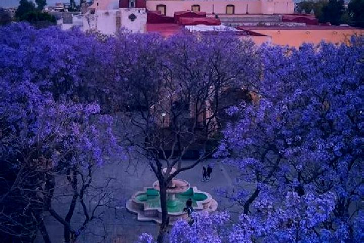 Olivia, 35 — Escort in Tehuacan, Mexico