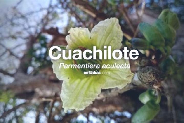Olivia, 36 — Escort in Aguapinole (Cuapinole), Mexico
