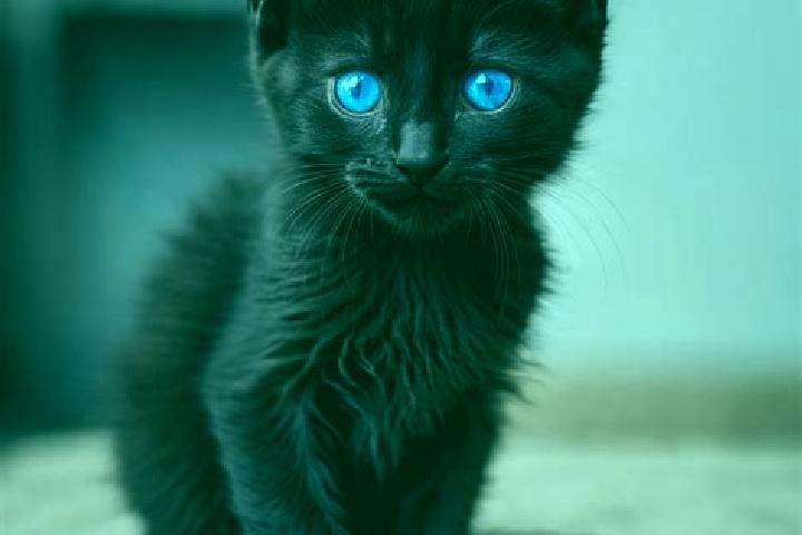 Olivia, 37, a black blue-eyed mediterranean companion based in Roana. Offering BDSM, Dinner Date, GFE. Available for incall and outcall, overnight bookings a...