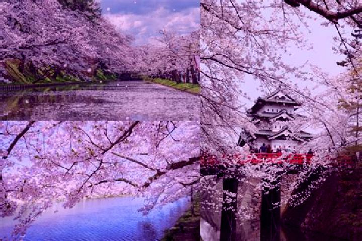 Olivia, 39 — Escort in Aomori, Japan